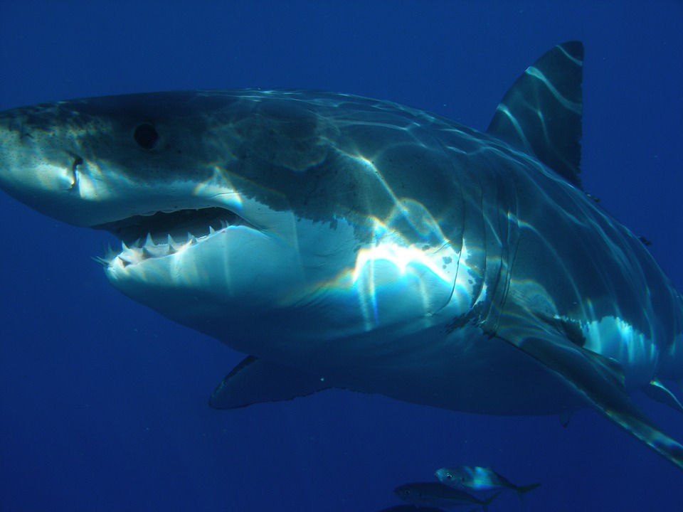 Tubarão branco matou homem em Tuncurry no mês de maio.