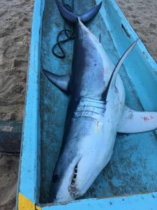Carcaça do tubarão será levada ao instituto de pesquisas em Santos.