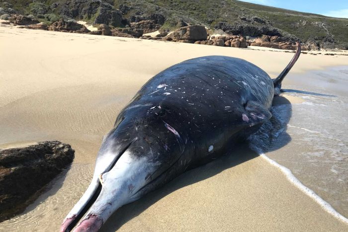 Uma baleia morta em Lefthanders pode ter atraído a presença de tubarões.