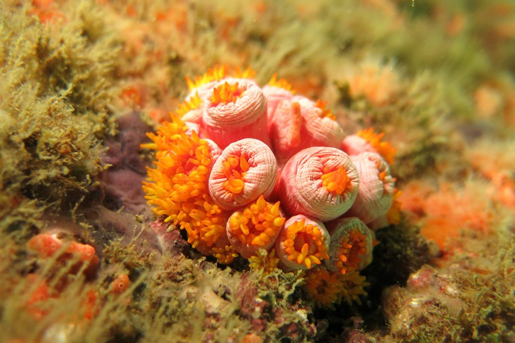 Corais são um ecossistema de imensa diversidade de animais e vegetais importantes para o equilíbrio ambiental.