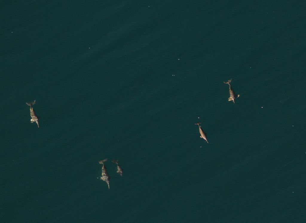 Atividades monitoram o comportamento dos golfinhos da espécie toninha no litoral brasileiro.