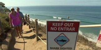 Tubarão ataca na Califórnia