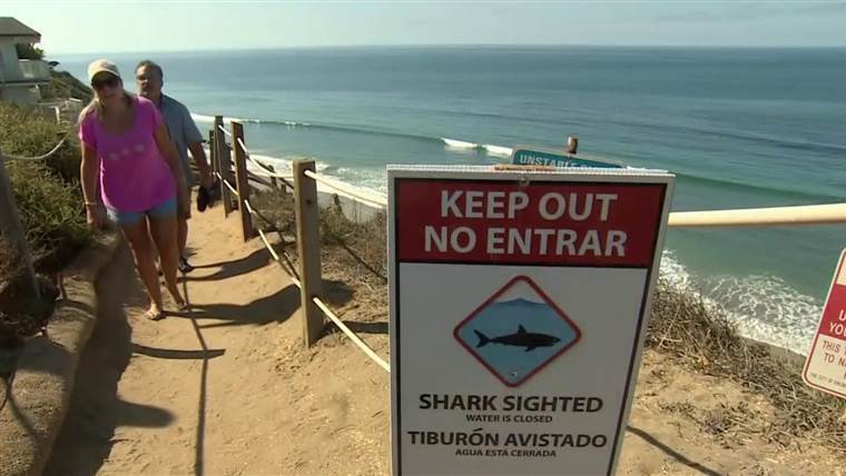 Praia de San Diego é fechada após ataque de tubarão na Califórnia.