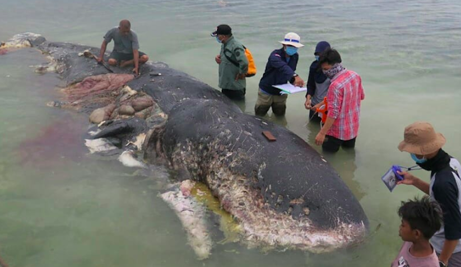 Baleia cachalote é encontrada morta na Indonésia com 6kg de plástico no estômago.
