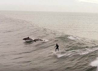 A inspiração dos golfinhos