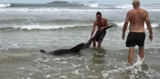 Tubarão encalha em Ypuã