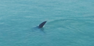 Tubarão avistado em Bertioga
