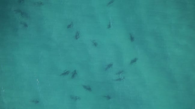 Drone avista a presença de dezenas de tubarões em Ballina.