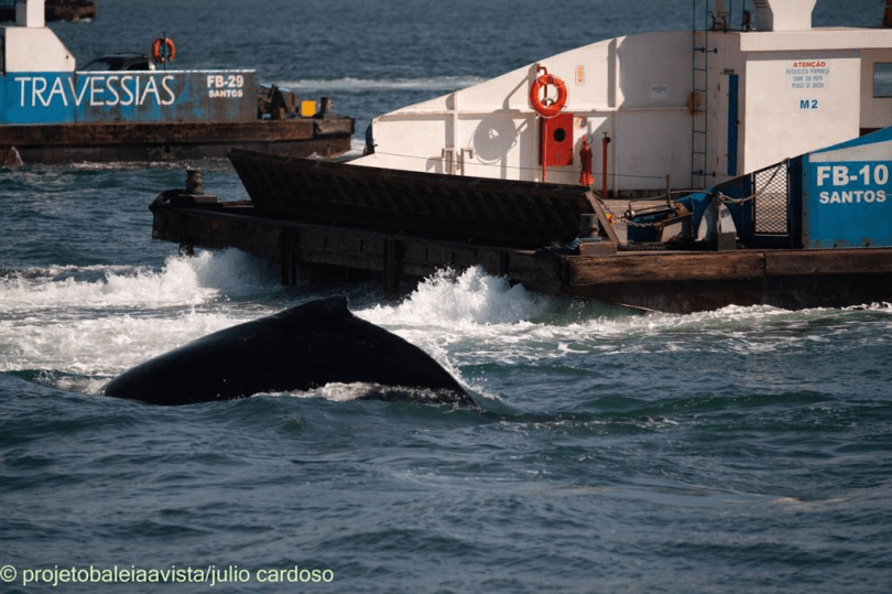 Colisão entre balsa e baleia quase é registrada no litoral norte paulista.