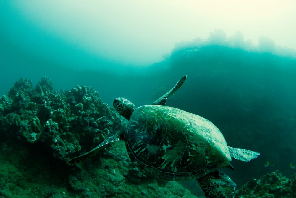 Amigas do surfista, tartarugas estão entre as espécies mais ameaçadas pela poluição dos oceanos.