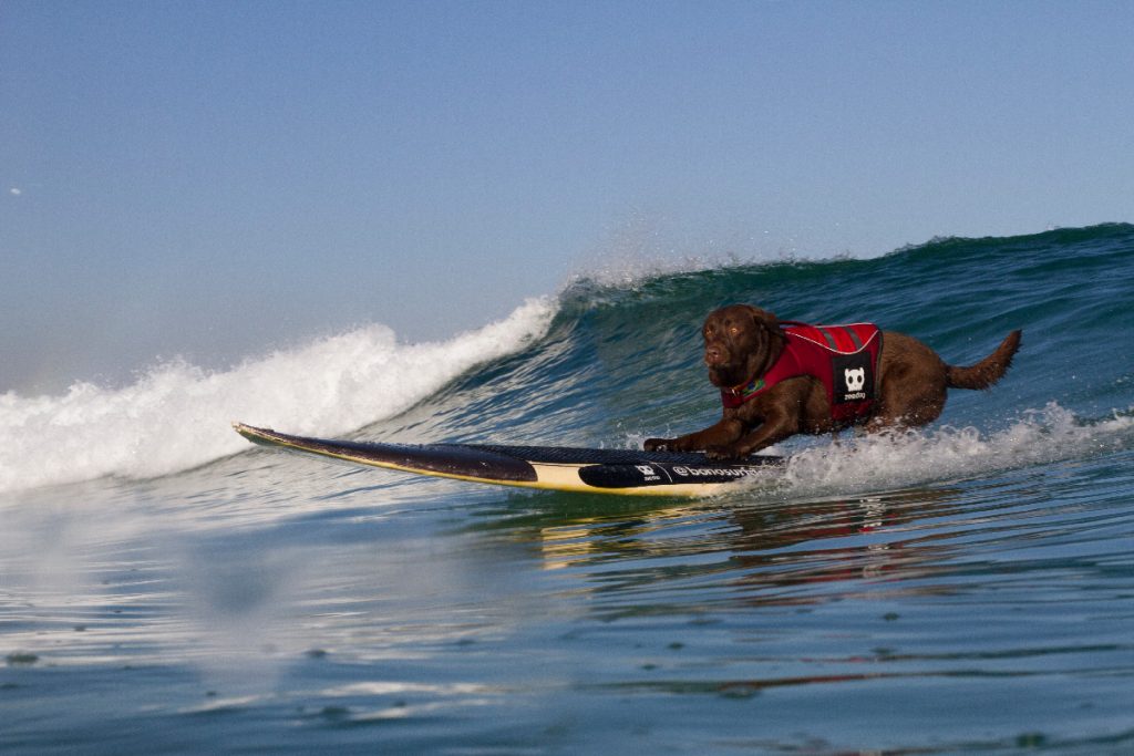 Cão labrador também participa da categoria Shredder, na qual desce as ondas sozinho.