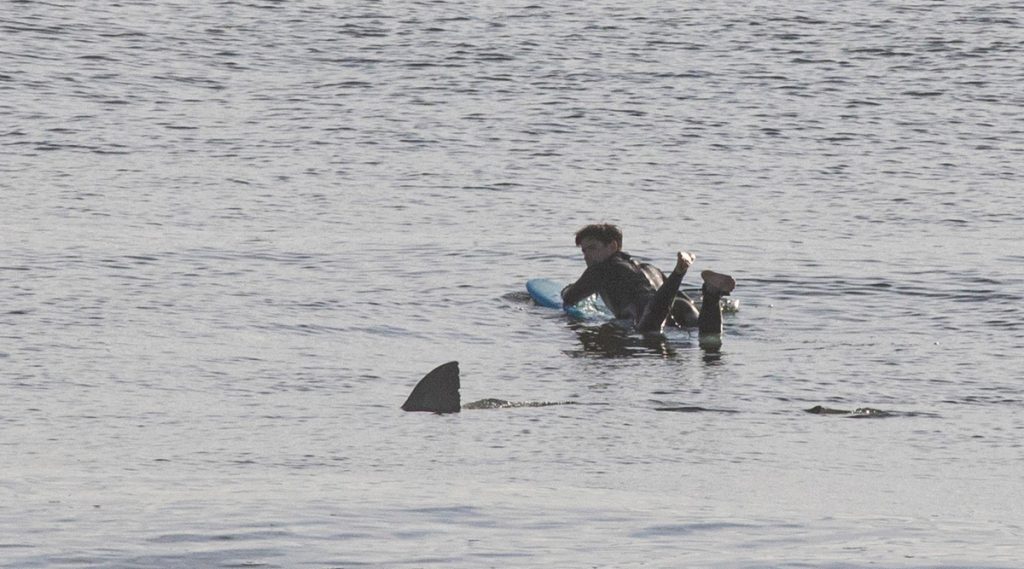Ao ouvir um barulho na água, Devon Zimmerman pensou que era uma foca. Será que o tubarão pensou o mesmo?