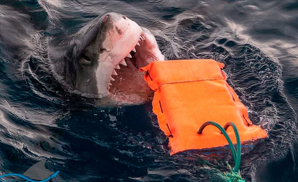 Tubarões-brancos são usados no desenvolvimento do novo wetsuit.