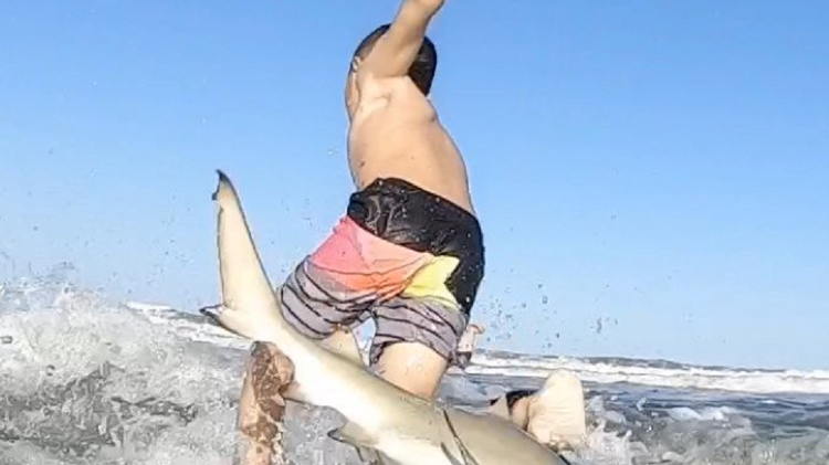 Tubarão aplica a arte da capoeira em praia da Flórida.