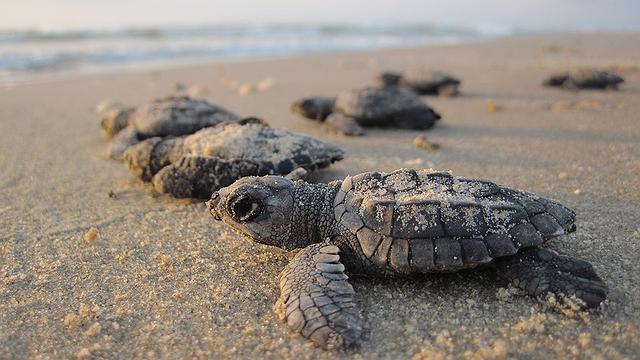 Projeto Tamar é reconhecido internacionalmente no trabalho de preservação das tartarugas marinhas.