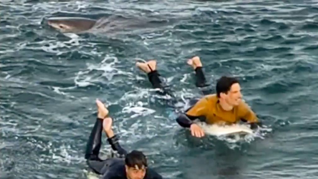 Tubarão foi registrado por cinegrafista pouco antes de morder a perna de surfista francês em Bells Beach, Austrália.