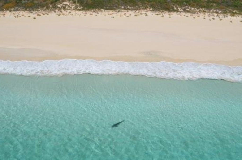 Tubarão-branco já foi flagrado em Bunker Bay no ano de 2015.