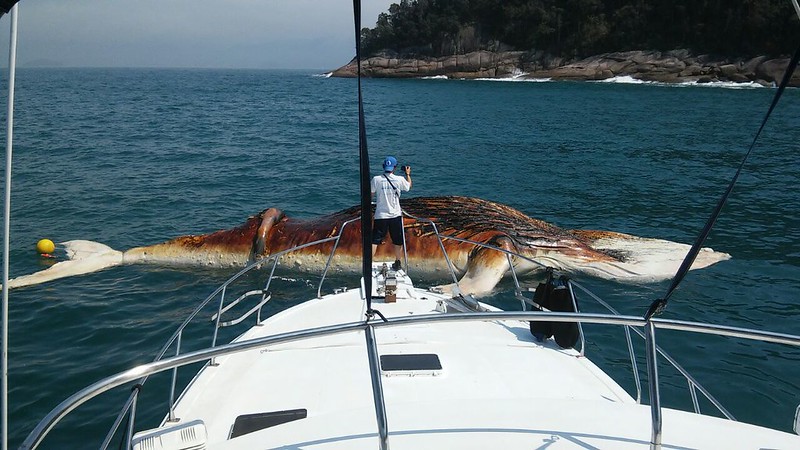 Em cinco anos, foram atendidos pela equipe do PMP-BS do Instituto Argonauta 8.798 ocorrências de animais marinhos de 56 espécies diferentes.