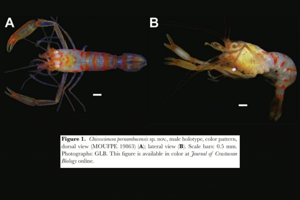 Chicosciencea pernambucensis é uma espécie e gênero totalmente nova entre os crustáceos.