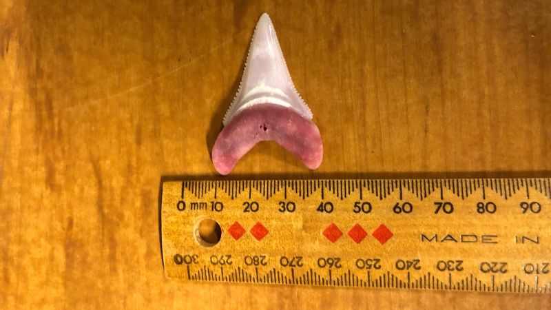 Dente encontrado na prancha de Nick Slater indica que animal teria cerca de 3,5 metros de comprimento.