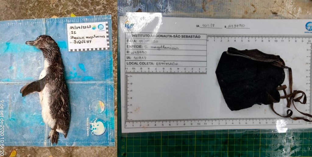 Necropsia realizada pela equipe do Projeto de Monitoramento de Praias da Bacia de Santos (PMP-BS), do Instituto Argonauta, localizou máscara embrulhada dentro de um Pinguim-de-Magalhães.