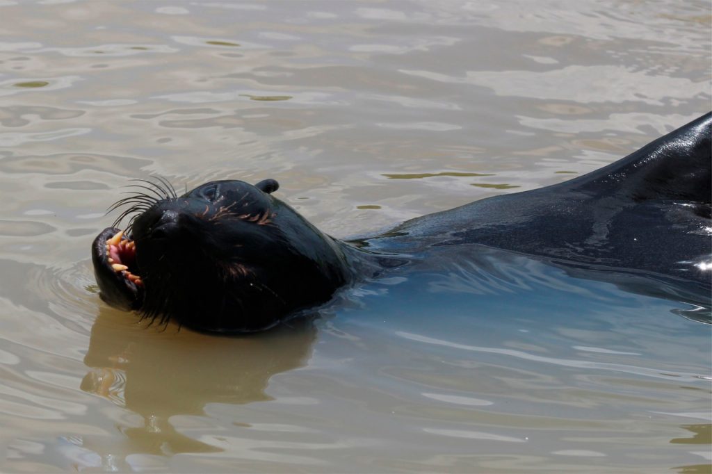 Lobo-marinho é avistado às margens do Rio Mearim, a aproximadamente 166 km do litoral mais próximo.
