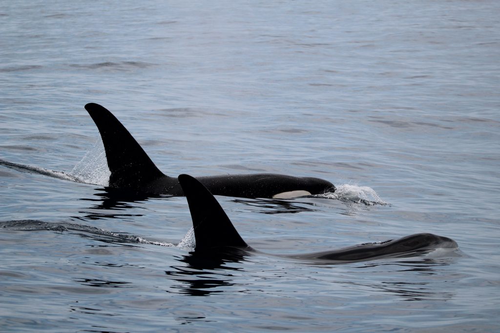 Grupo de dez orcas é avistado no litoral norte paulista.
