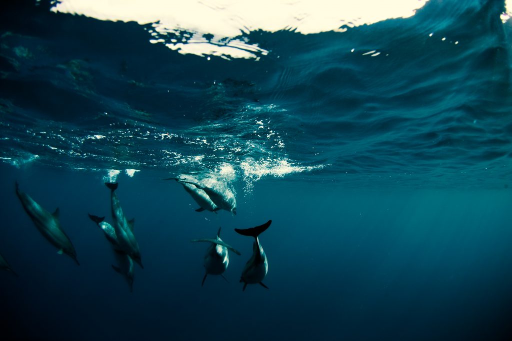Golfinhos em Honolua Bay, Havaí: We Are One Ocean quer estabelecer metas de biodiversidade para proteger a natureza e a vida na Terra.