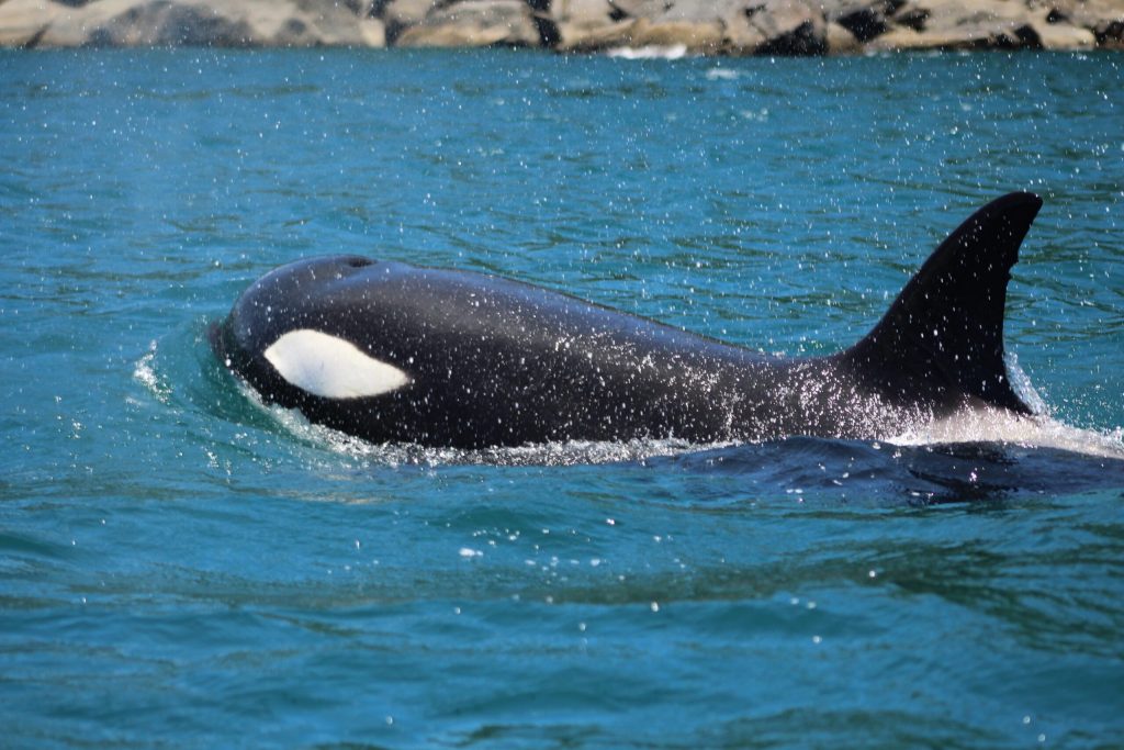 Grupo de oito orcas com dois filhotes busca alimento na região de Ilhabela.