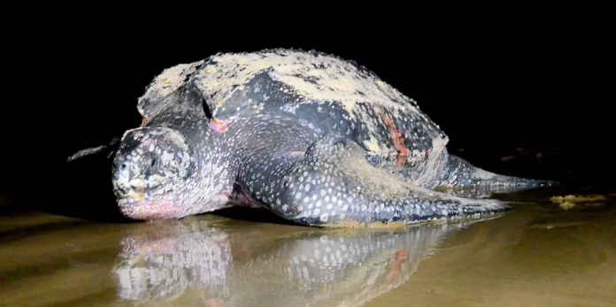 Instituto Biopesca monitora a tartaruga em risco de extinção.