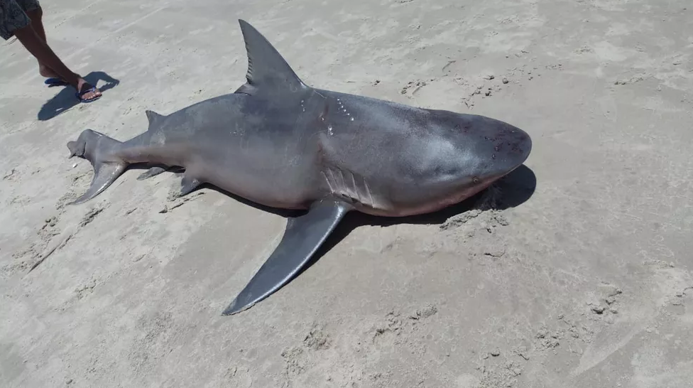 De acordo com testemunha, tubarão foi retirado da água por pescadores que queriam comê-lo.