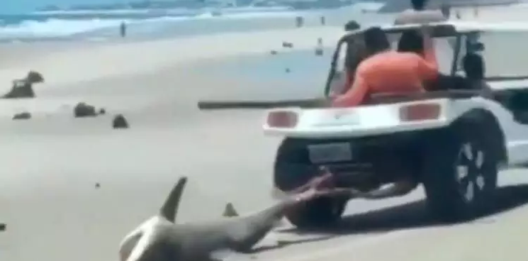 Agressão a tubarão gerou revolta na Praia do Balbino, Cascavel (CE).