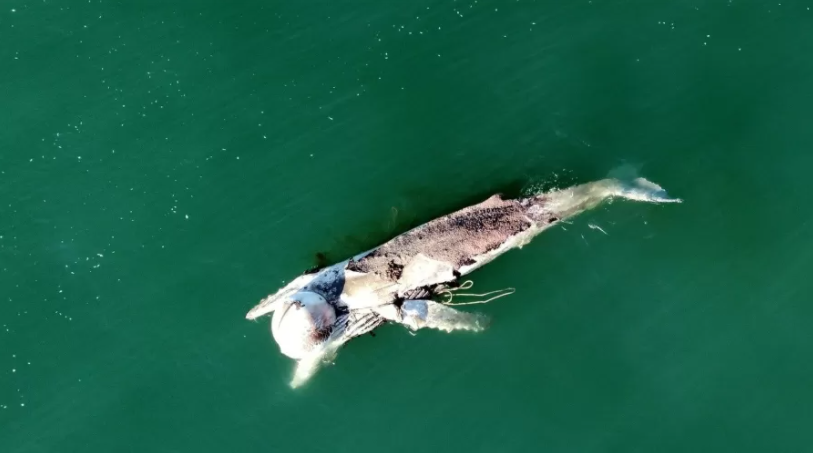 Baleia da espécie jubarte chega a 16 metros de comprimento e pode pesar até 40 toneladas.