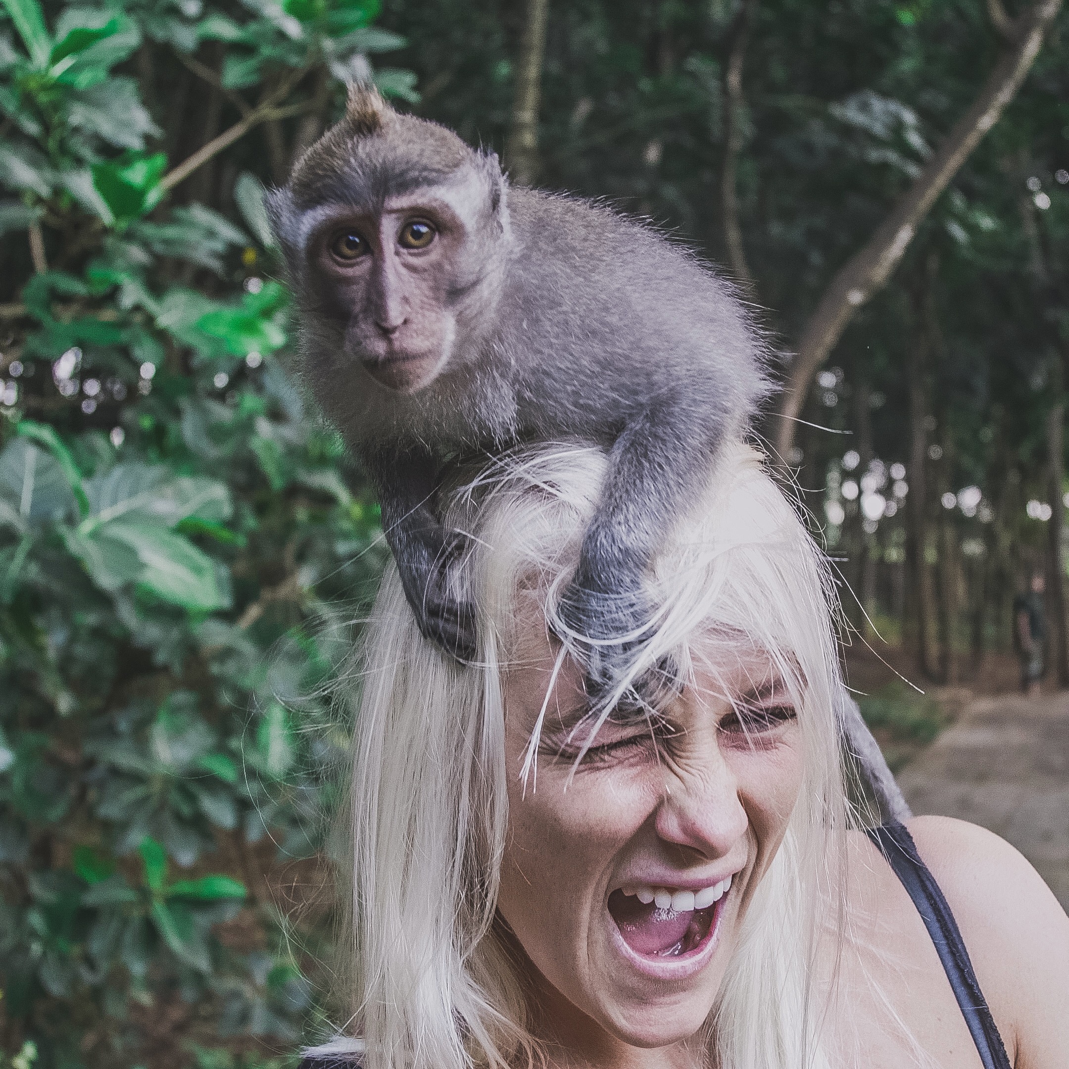 “Incrível e hilária”, define Callado sobre experiência com macacos.