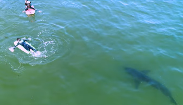 Tubarão branco, Califórnia (EUA)
