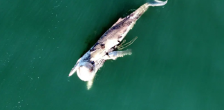 Baleias agonizam em Floripa