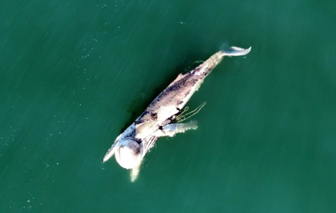 Baleia-jubarte mede aproximadamente 15 metros.