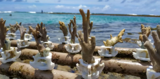 Berçário pode salvar corais