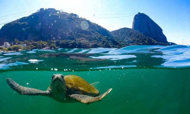 Tartaruga verde flagrada na Praia Vermelha.