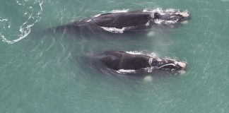 Mortalidade de baleias em pauta