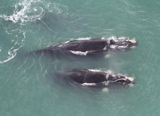 Mortalidade de baleias em pauta