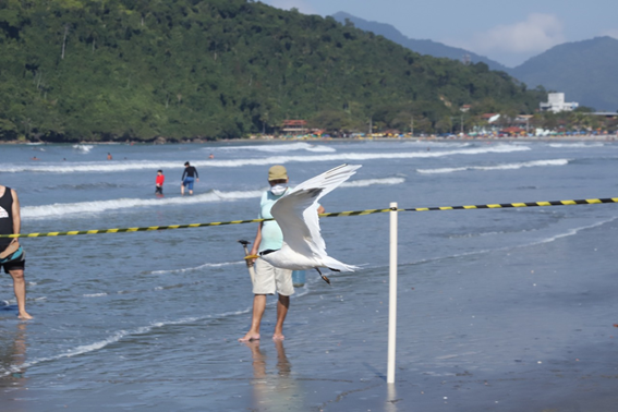 Trinta-réis-de-bando alça voo na praia do Perequê-Açu, Ubatuba (SP).