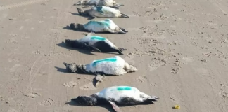 59 pinguins encontrados mortos