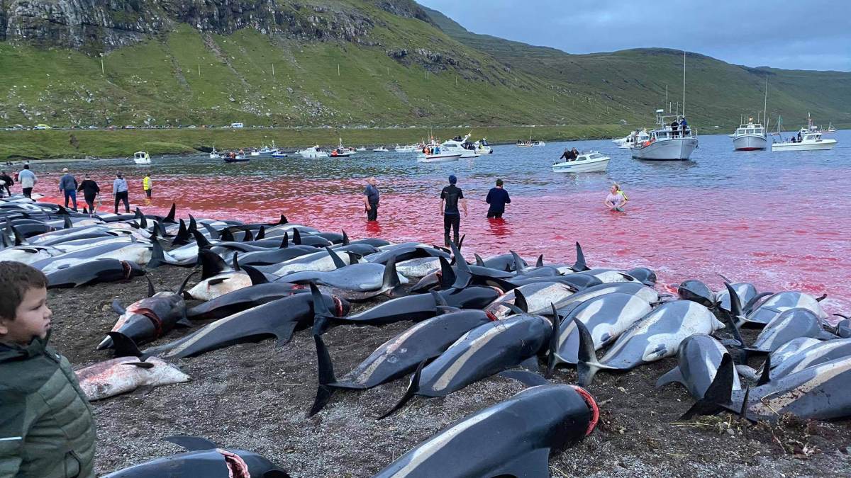 Mais de 1,4 mil golfinhos foram mortos nas Ilhas Faroé.