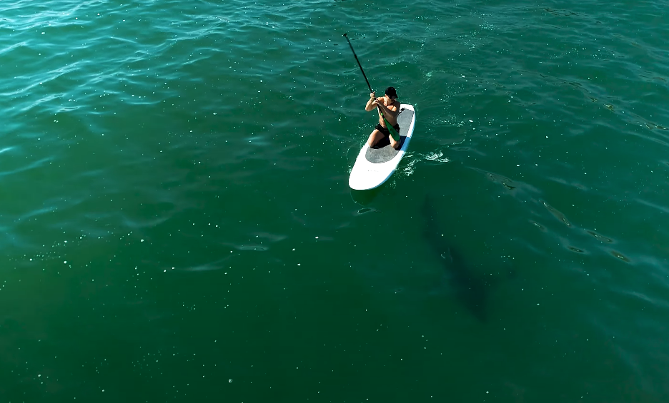 Orlando Bloom, tubarão branco, Califórnia, 2021