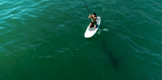 Orlando Bloom encontra tubarão