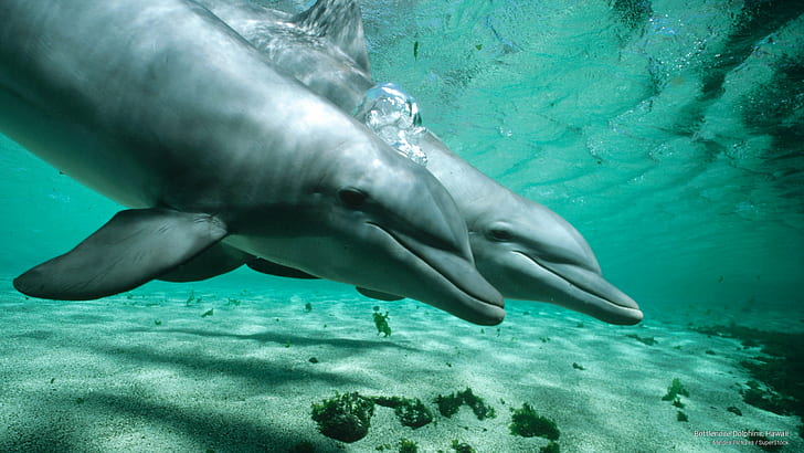 Entidade ambiental proíbe prática de natação ao lado de golfinhos no Havaí.