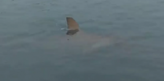 23 tubarões avistados