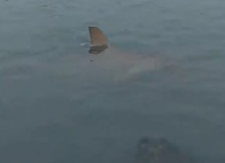 23 tubarões avistados