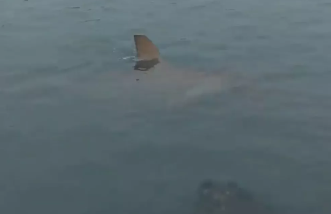 Surfistas encontraram um dos tubarões.